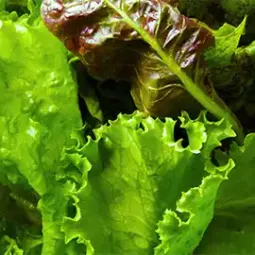 Lettuce