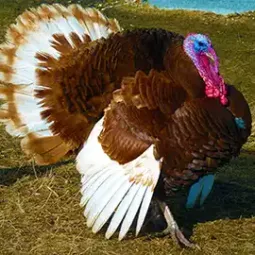 Turkey